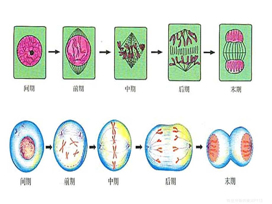 生物必修二减数分裂课件.ppt_第2页