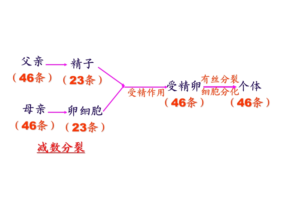 生物必修二减数分裂课件.ppt_第3页