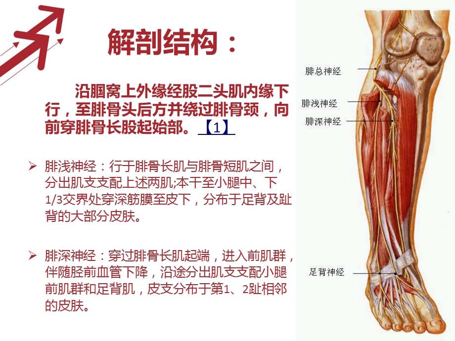 文献-腓总神经课件.pptx_第3页