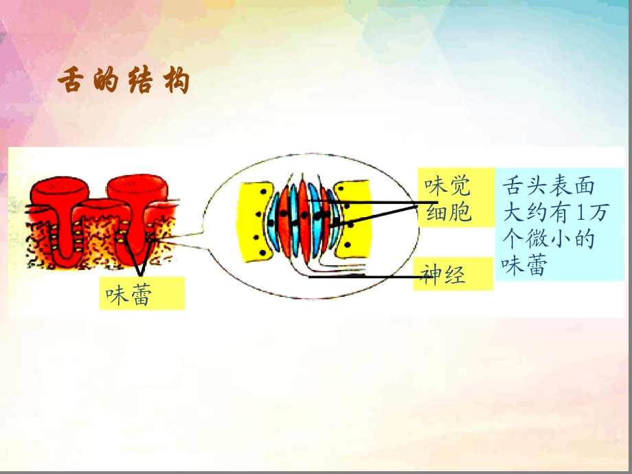 浙教版科学七年级下册第二章-对环境的察觉复习ppt课件.ppt_第3页