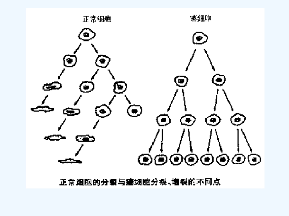 抗肿瘤药物进展讲义课件.ppt_第3页