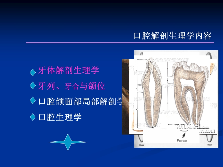 牙体解剖学课件.ppt_第3页