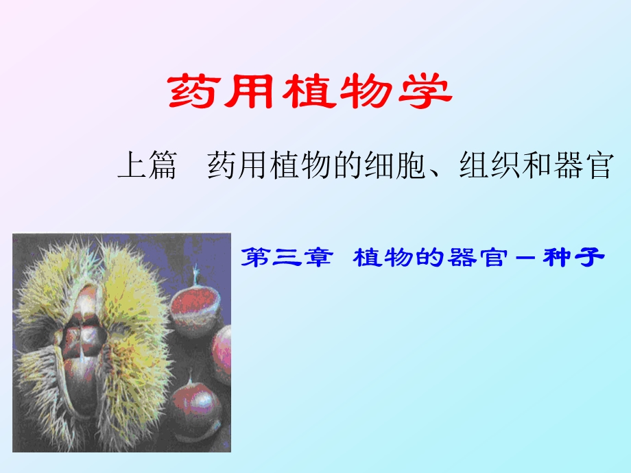 植物的器官-种子分析课件.ppt_第1页