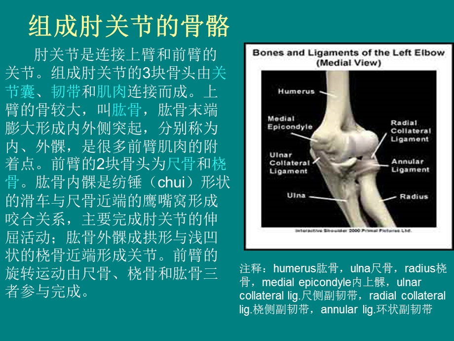 肘关节解剖结构课件.ppt_第2页