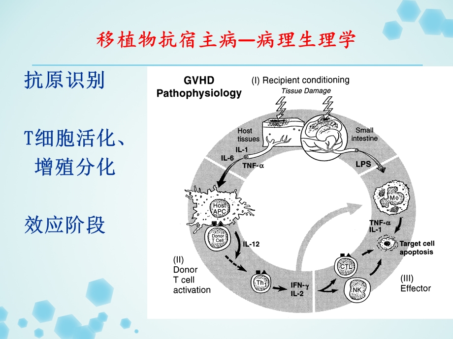 免疫抑制剂-汇总课件.ppt_第3页