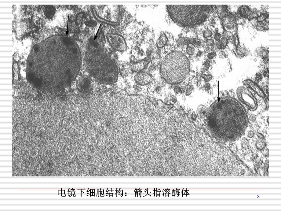 溶酶体ppt课件.ppt_第3页