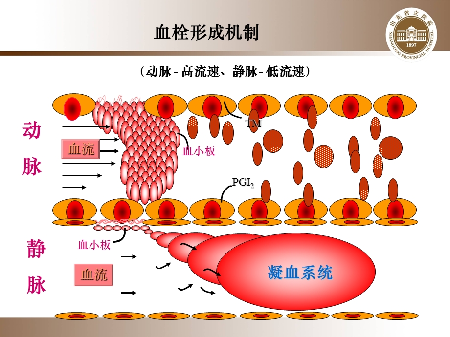 抗凝药物合理应用课件ppt.ppt_第2页