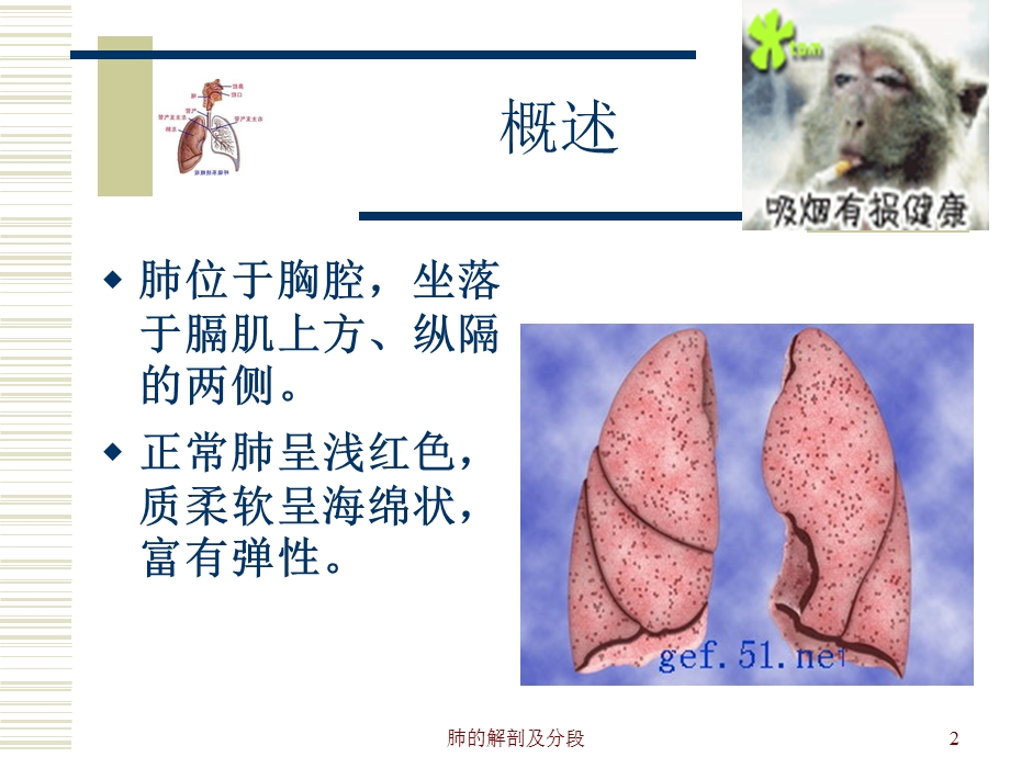 肺的解剖和生理分析课件.ppt_第2页