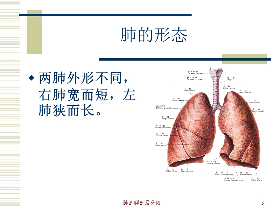 肺的解剖和生理分析课件.ppt_第3页