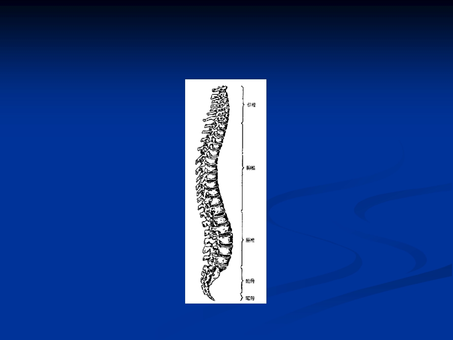 盘源性腰痛课件.ppt_第2页