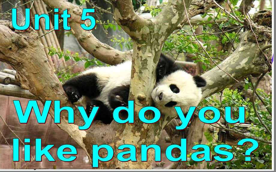 新人教版七年级英语下册Unit-5-Why-do-you-like-pandas-公开课ppt课件.ppt_第1页