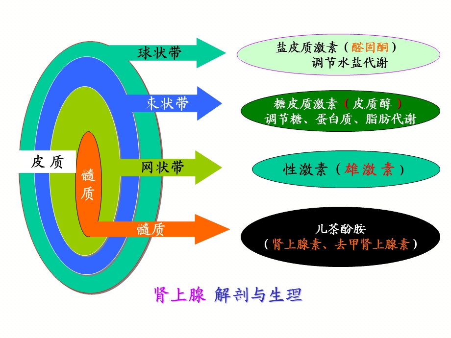 肾上腺疾病的外科治疗课件.ppt_第3页