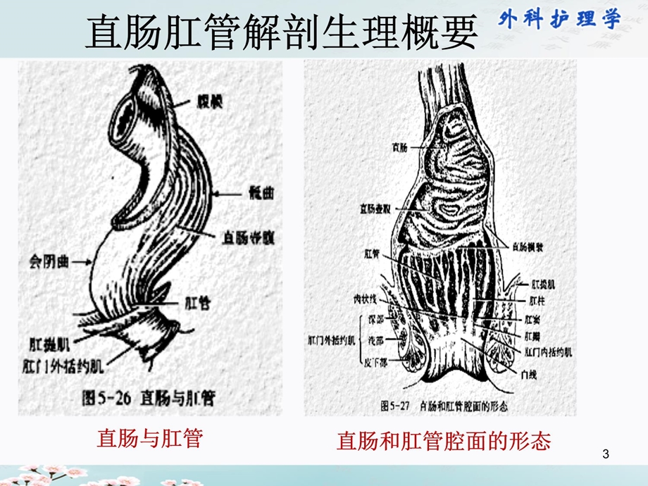 直肠和肛管疾病病人的护理课件.ppt_第3页