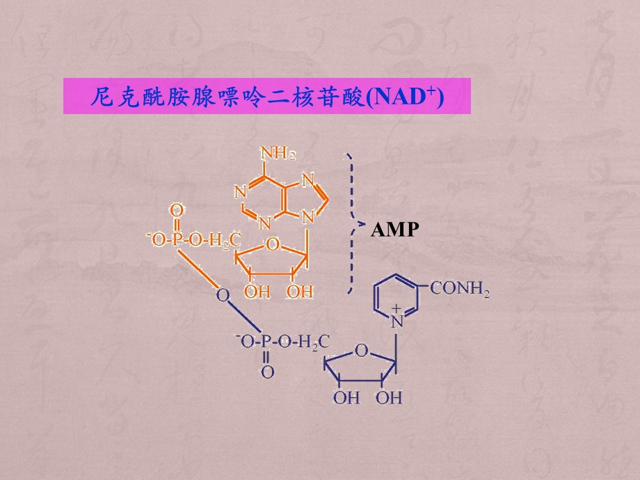 核苷酸代谢课件.ppt_第3页