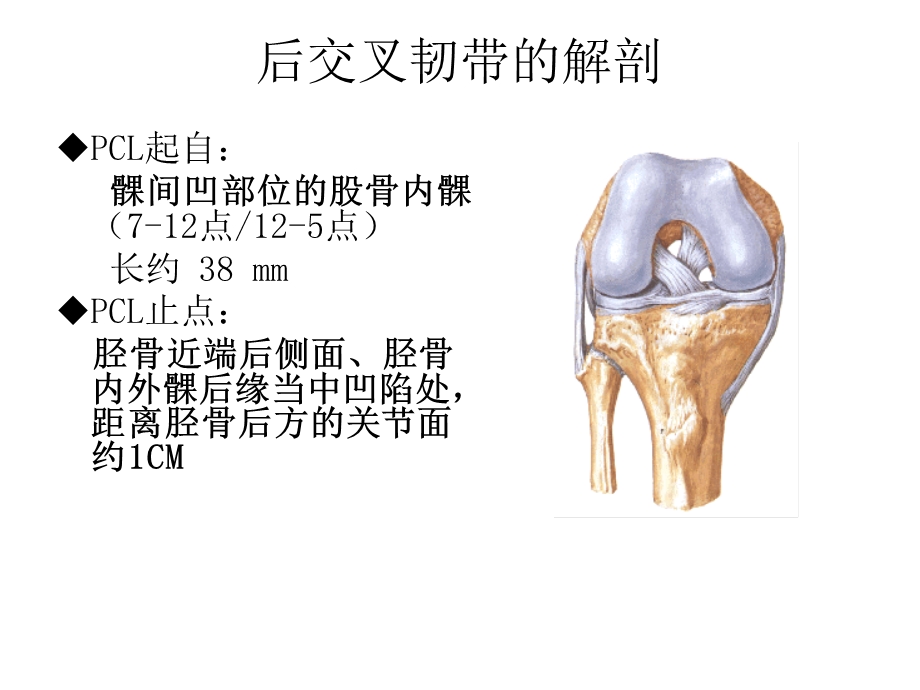 后交叉韧带损伤课件.ppt_第2页