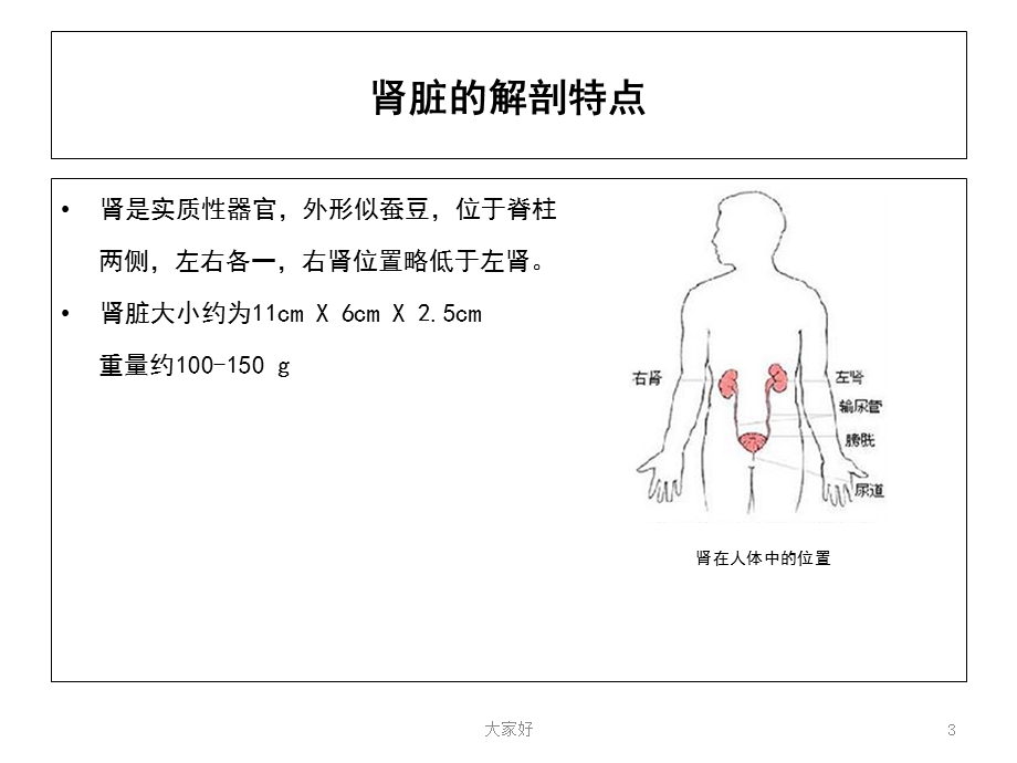 肾脏病基础知识课件.ppt_第3页