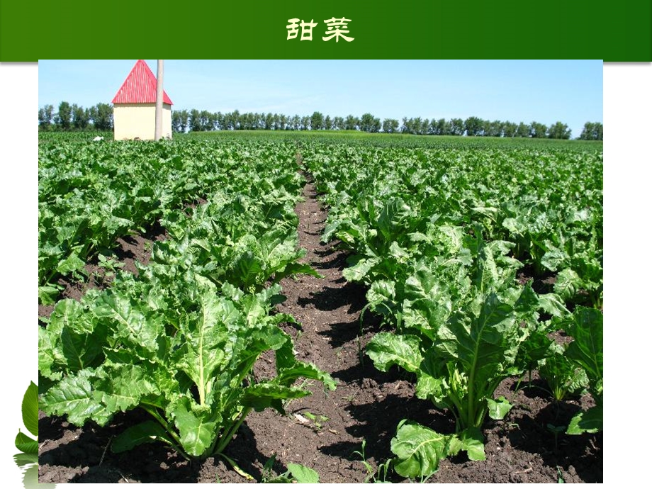 甜菜生产技术课件.ppt_第3页