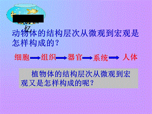 植物体的结构层次课件人教版.ppt