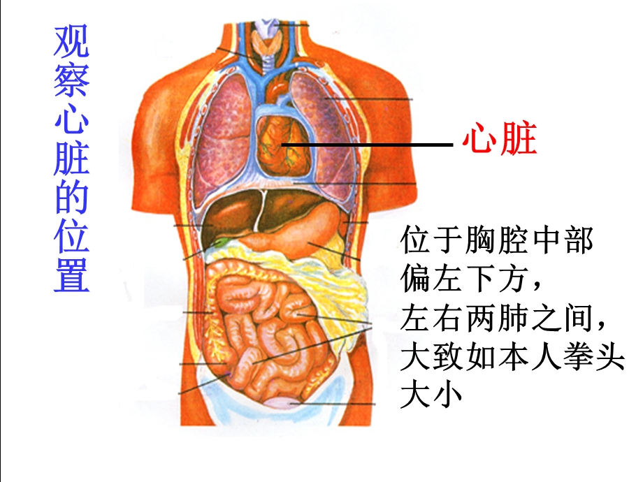 物质运输的器官-课件-济南版.ppt_第3页