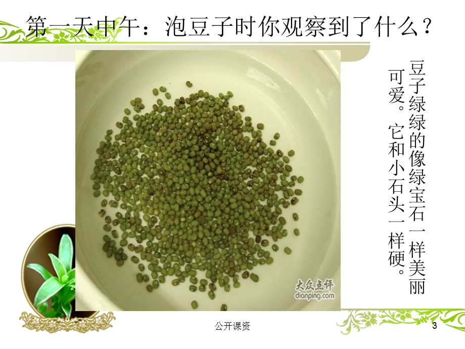 绿豆芽观察日记PPT(学习课资)课件.ppt_第3页