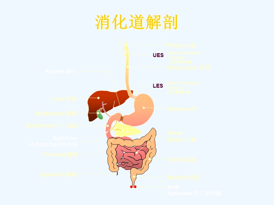 消化系统疾病常用药物课件.ppt_第1页