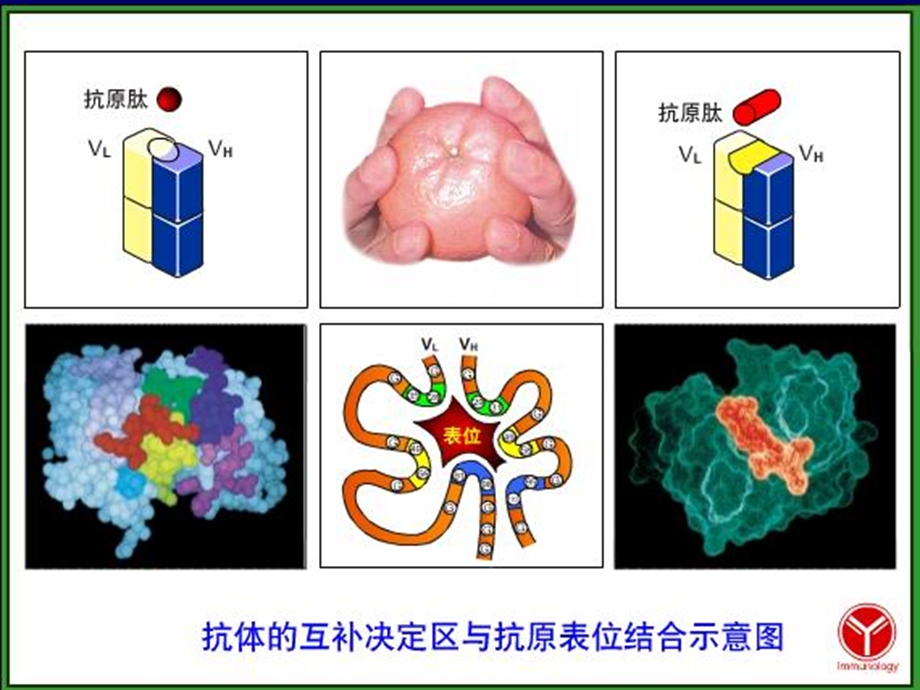 抗原-抗体反应抗原与相应抗体在体内或体外相遇可课件.ppt_第3页