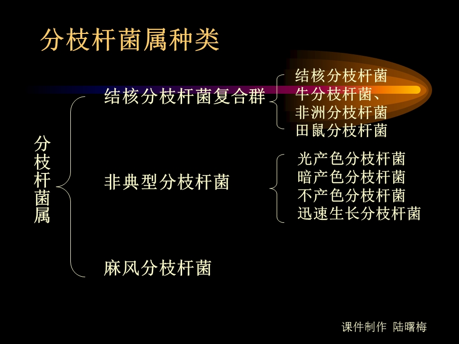 结核ppt课件-分枝杆菌属.ppt_第3页