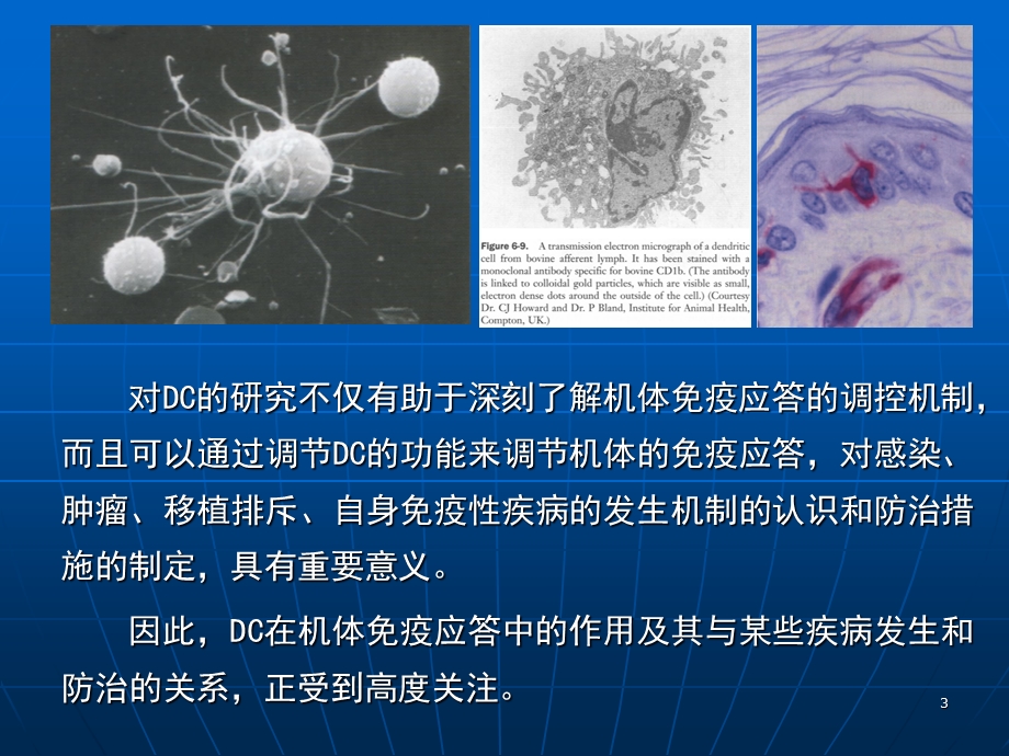 树突状细胞医学课件.ppt_第3页