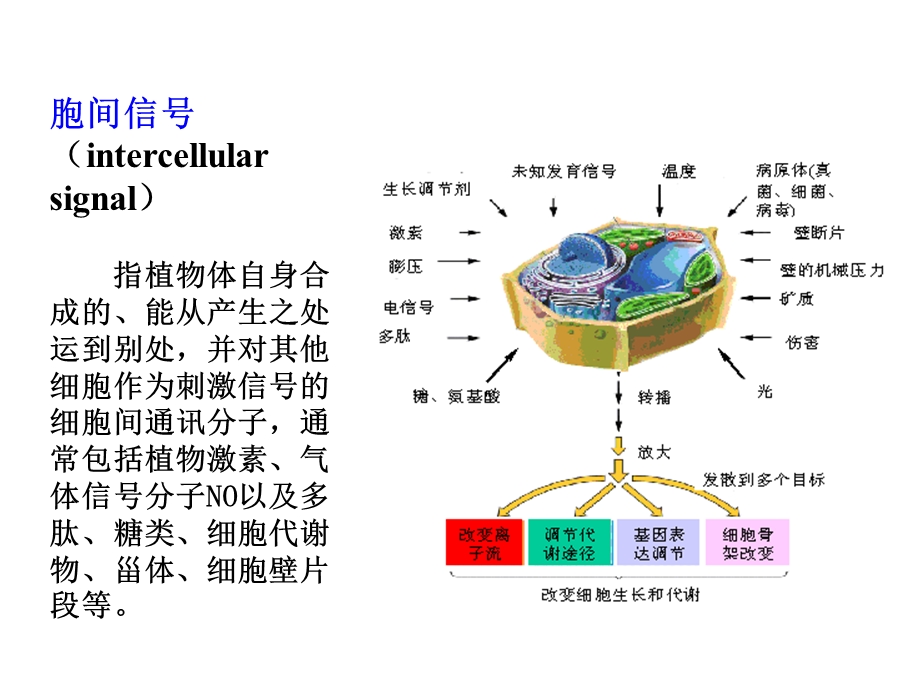 植物细胞信号传导课件.ppt_第3页