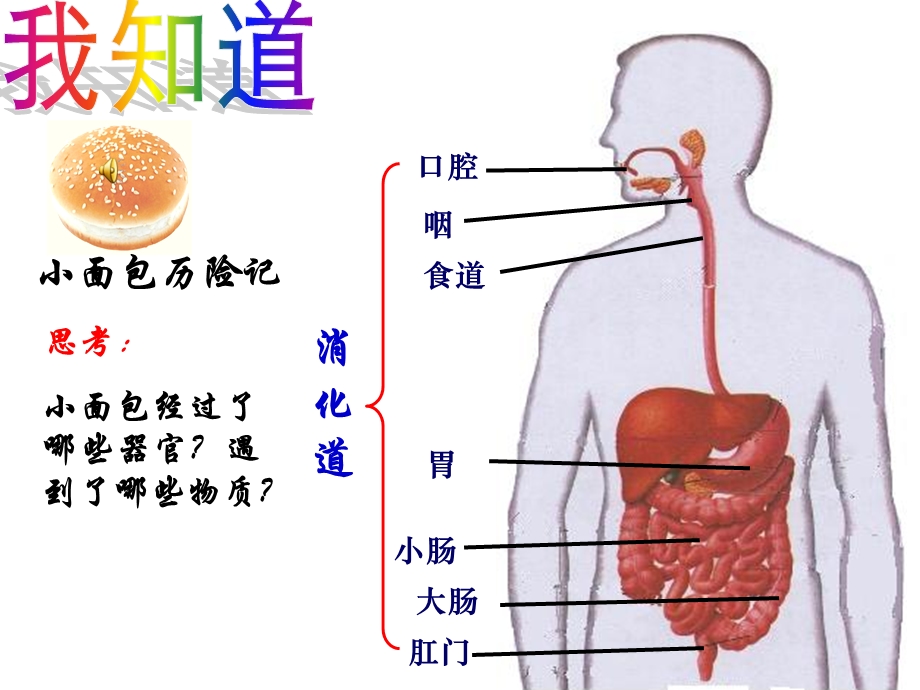 浙教版初中科学九上4.2《食物的消化和吸收》课件.ppt_第2页