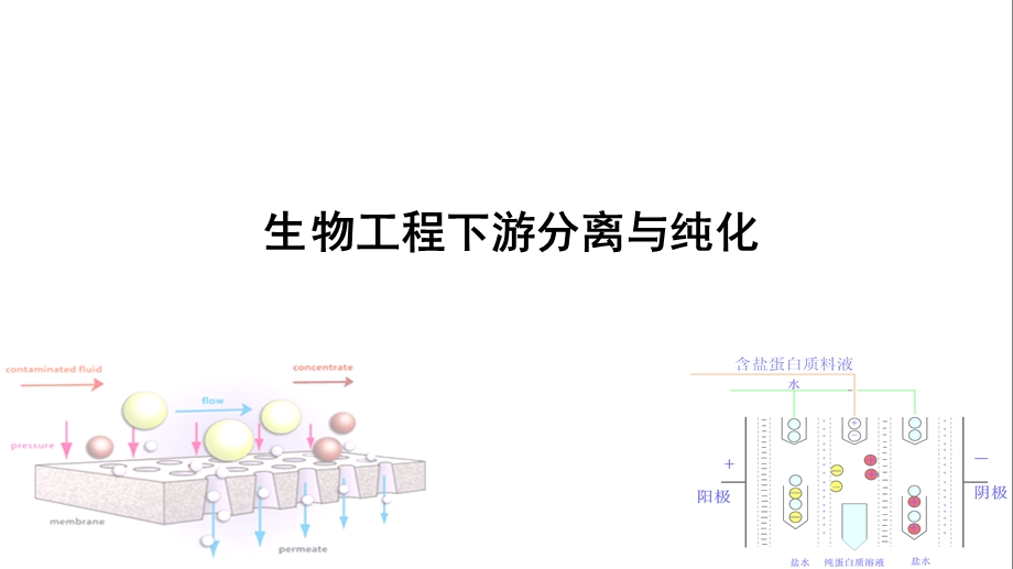 生物工程下游分离与纯化课件.ppt_第1页