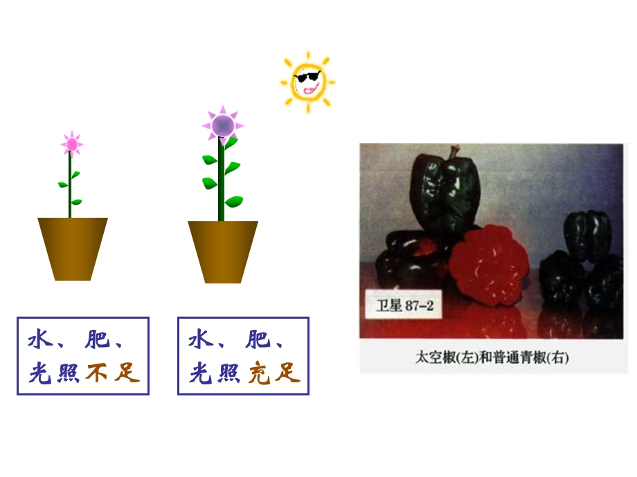 生物的变异课件.ppt_第3页