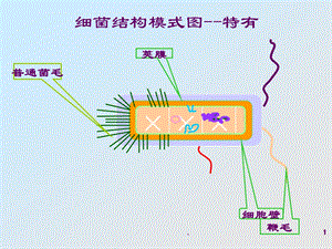 病原性球菌ppt课件.ppt