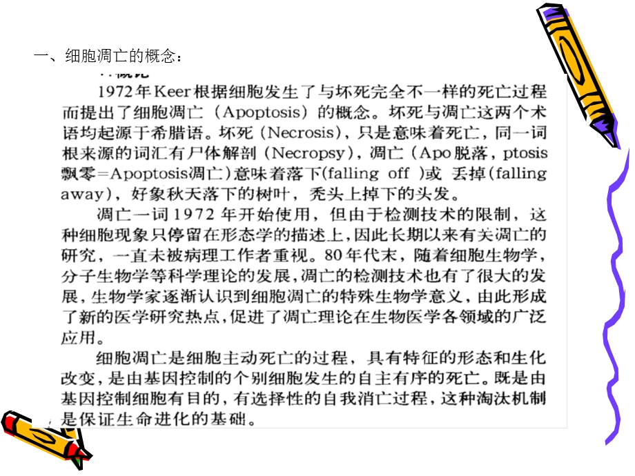 生殖细胞中的细胞凋亡课件.ppt_第2页