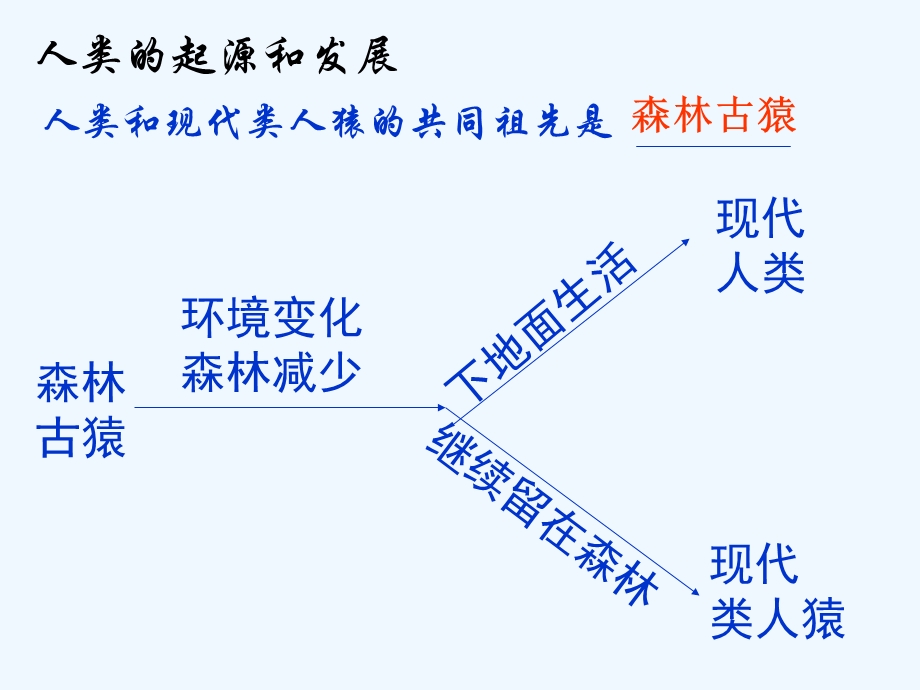 新人教版七年级生物下册第一章人的由来复习ppt课件.ppt_第3页