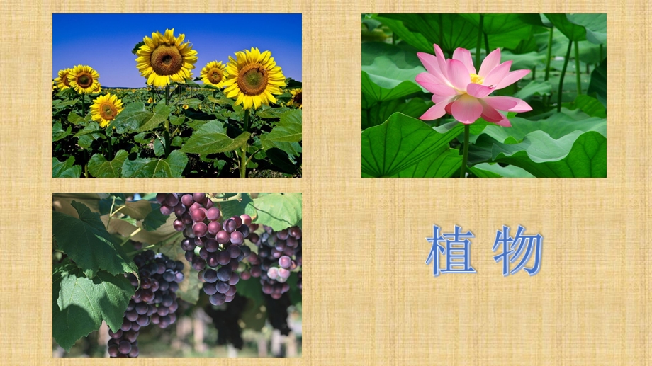 小学生状物作文课程讲解-PPT课件.ppt_第3页