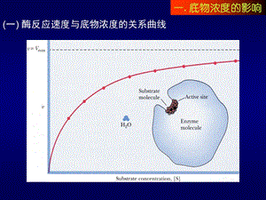 酶动力学及影响酶反应速度的因素课件.ppt