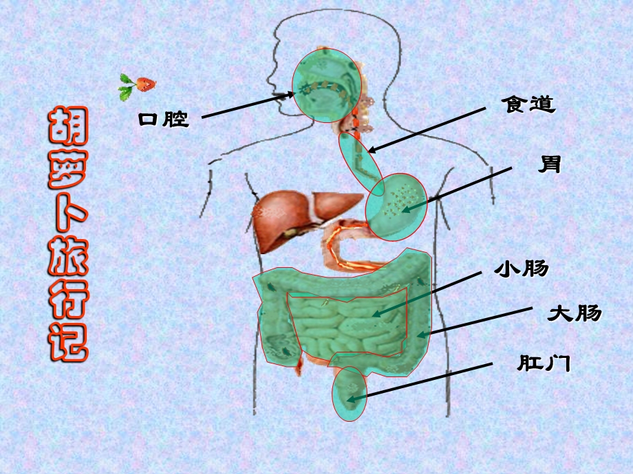 小学科学第七册第四单元第3课《食物的消化》课件.ppt_第3页