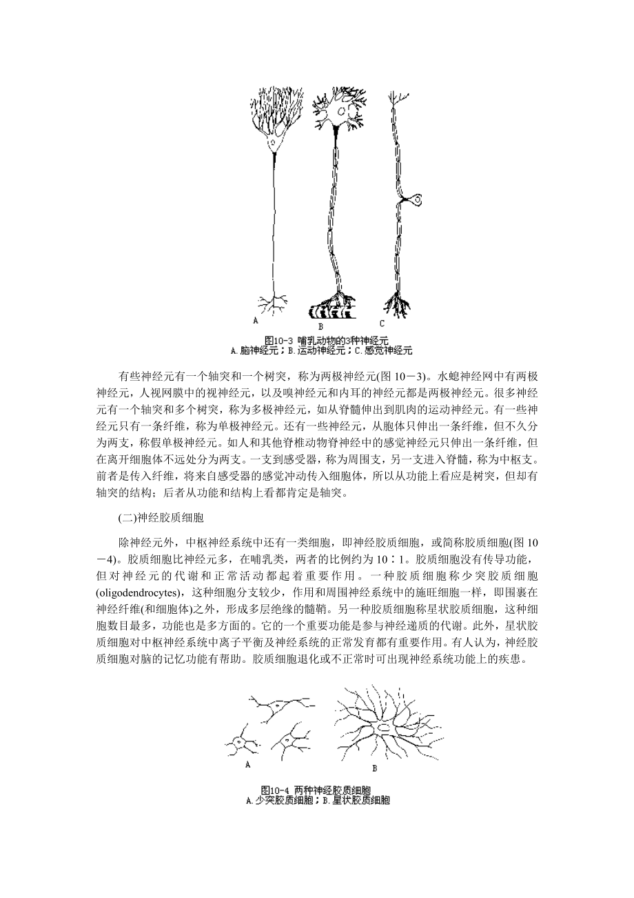 神经系统基本结构.doc_第3页