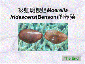 彩虹明樱蛤Moerellairidescens(Benson)的养殖课件.ppt