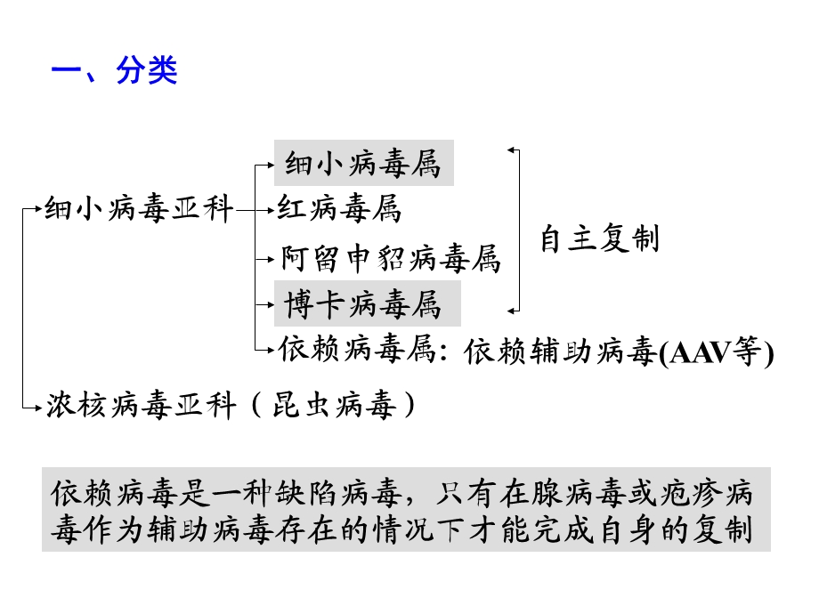 动物病毒学ppt课件第9章--单链DNA病毒.ppt_第3页