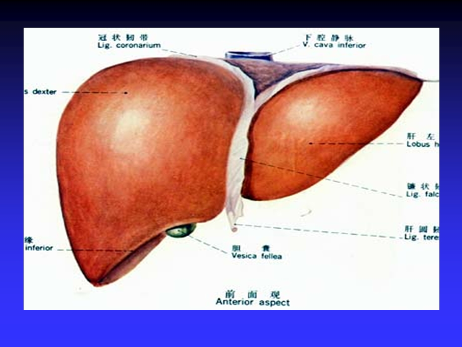 《生物化学(高职案例版)》第11章：肝的生物化学.ppt_第3页