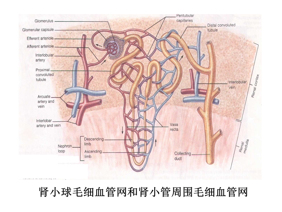 尿液的生成与排泄课件.ppt_第3页