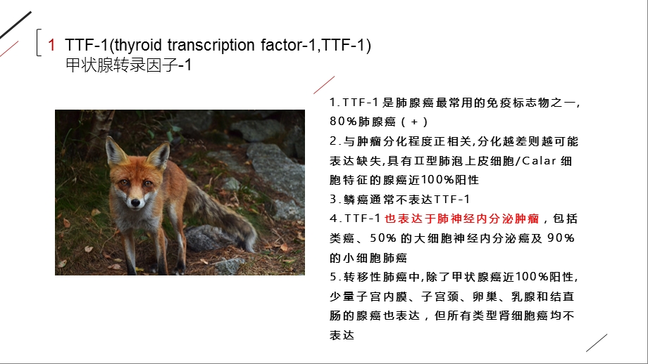 肺癌常用免疫组化标记物初识课件.pptx_第3页