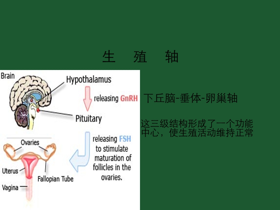 妇科内分泌基础课件.ppt_第3页