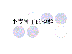 小麦种子检验课件.ppt