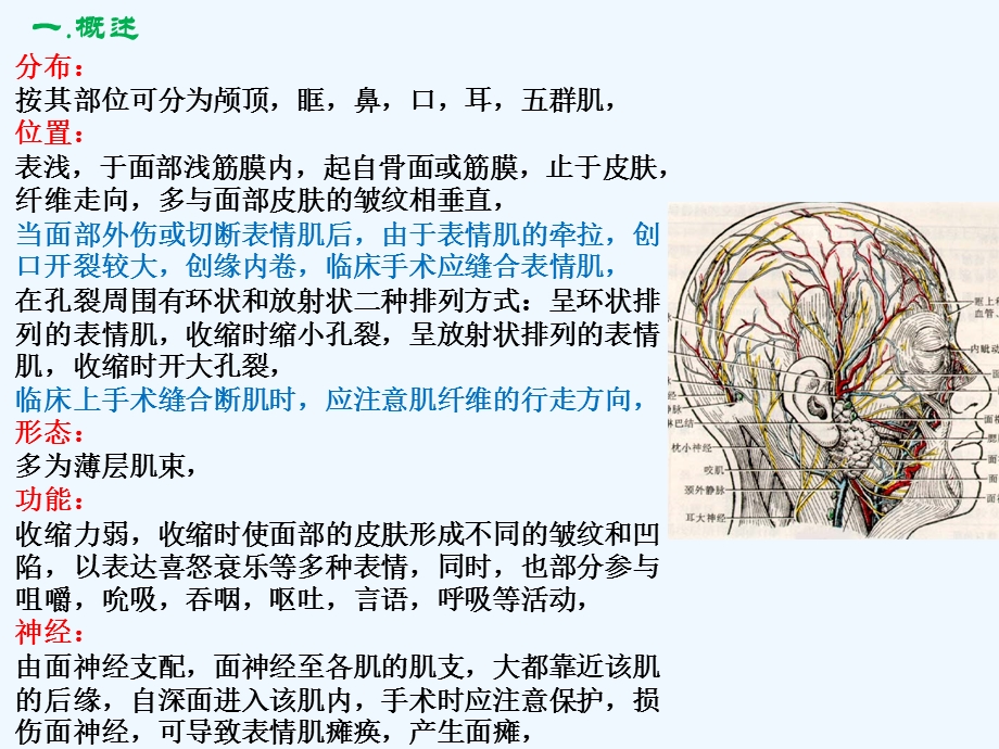 第一节表情肌课件.ppt_第2页