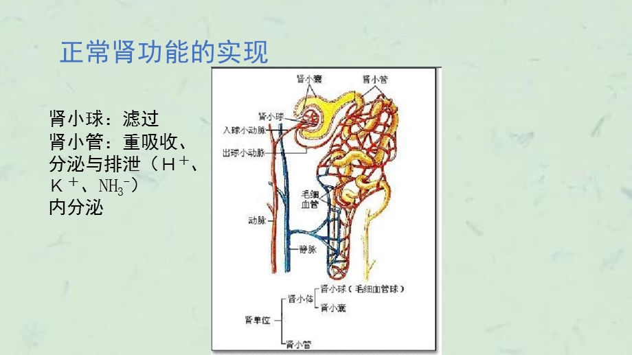 急性肾衰竭PPT课件.ppt_第3页