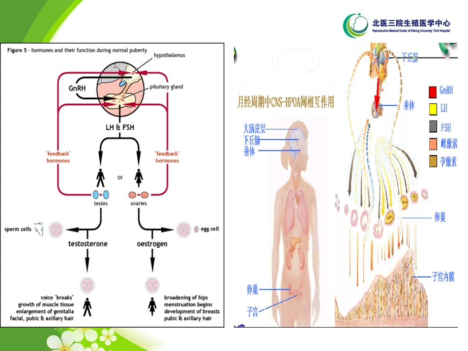 女性内分泌疾病概论汇总课件.ppt_第2页