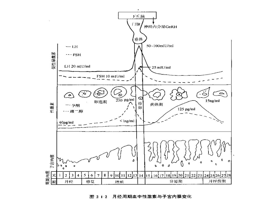 女性内分泌疾病概论汇总课件.ppt_第3页